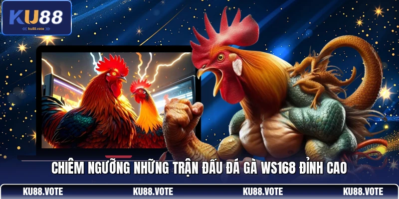 Chiêm ngưỡng những trận đấu đá gà Ws168 đỉnh cao 