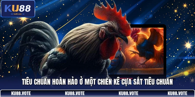 Tiêu chuẩn hoàn hảo ở một chiến kê cựa sắt tiêu chuẩn